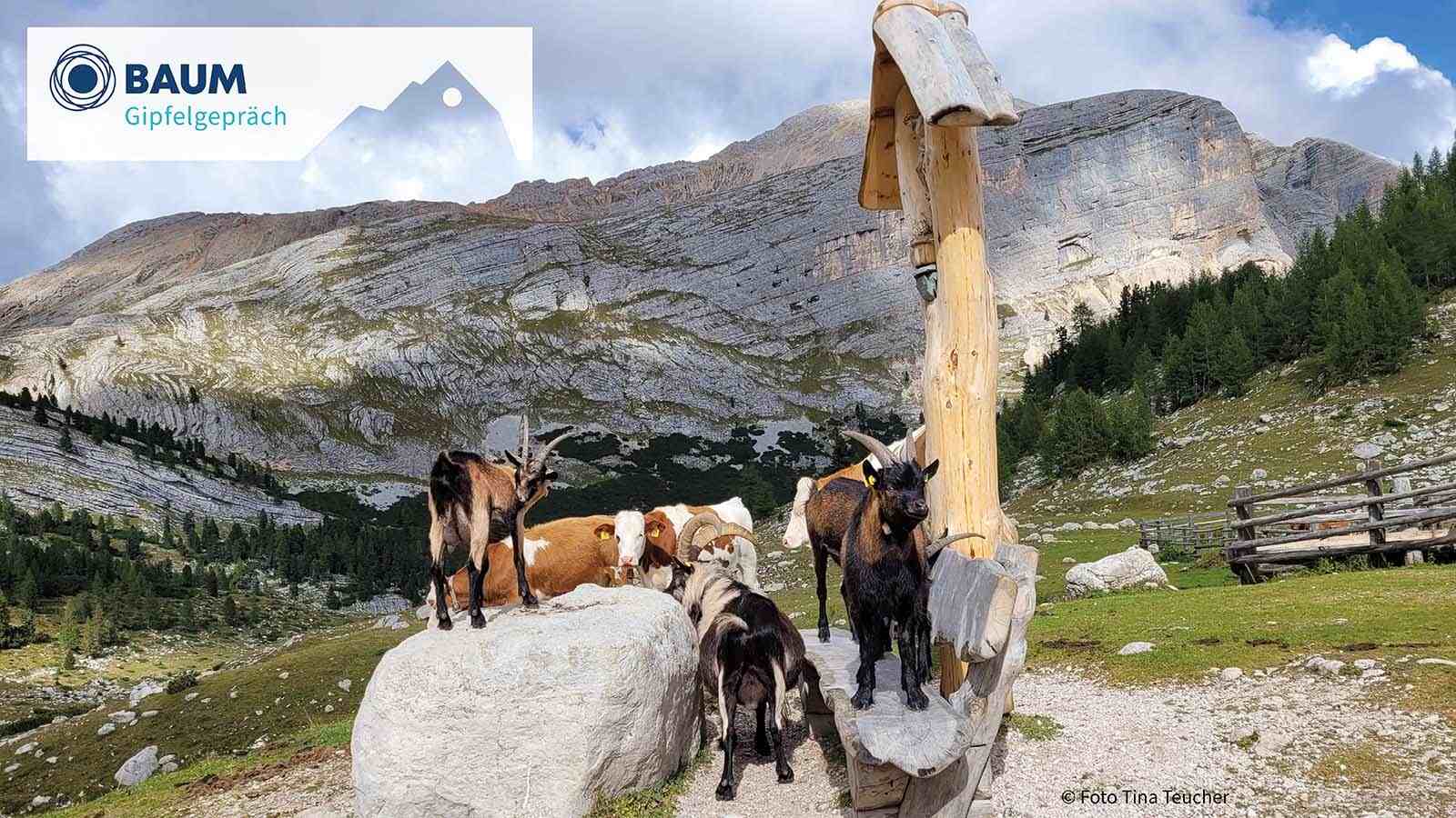 BAUM Gipfelgespräch 2026