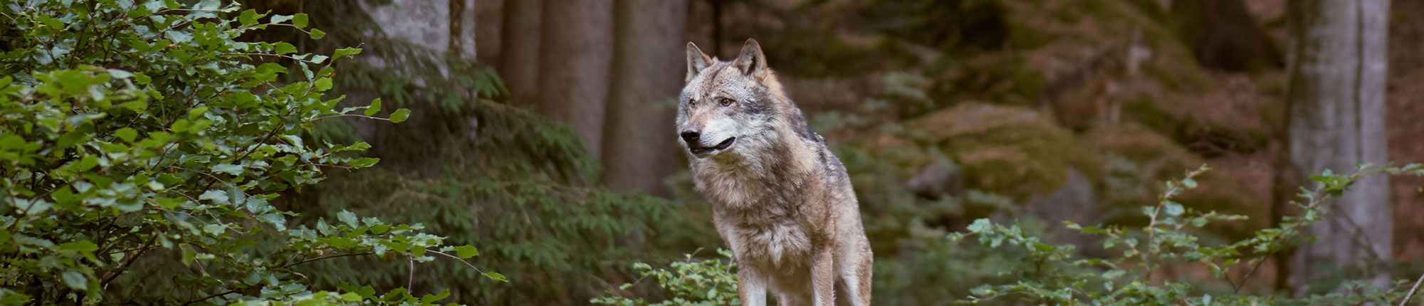 Wolfsexperte Axel Gomille in der Windmühle