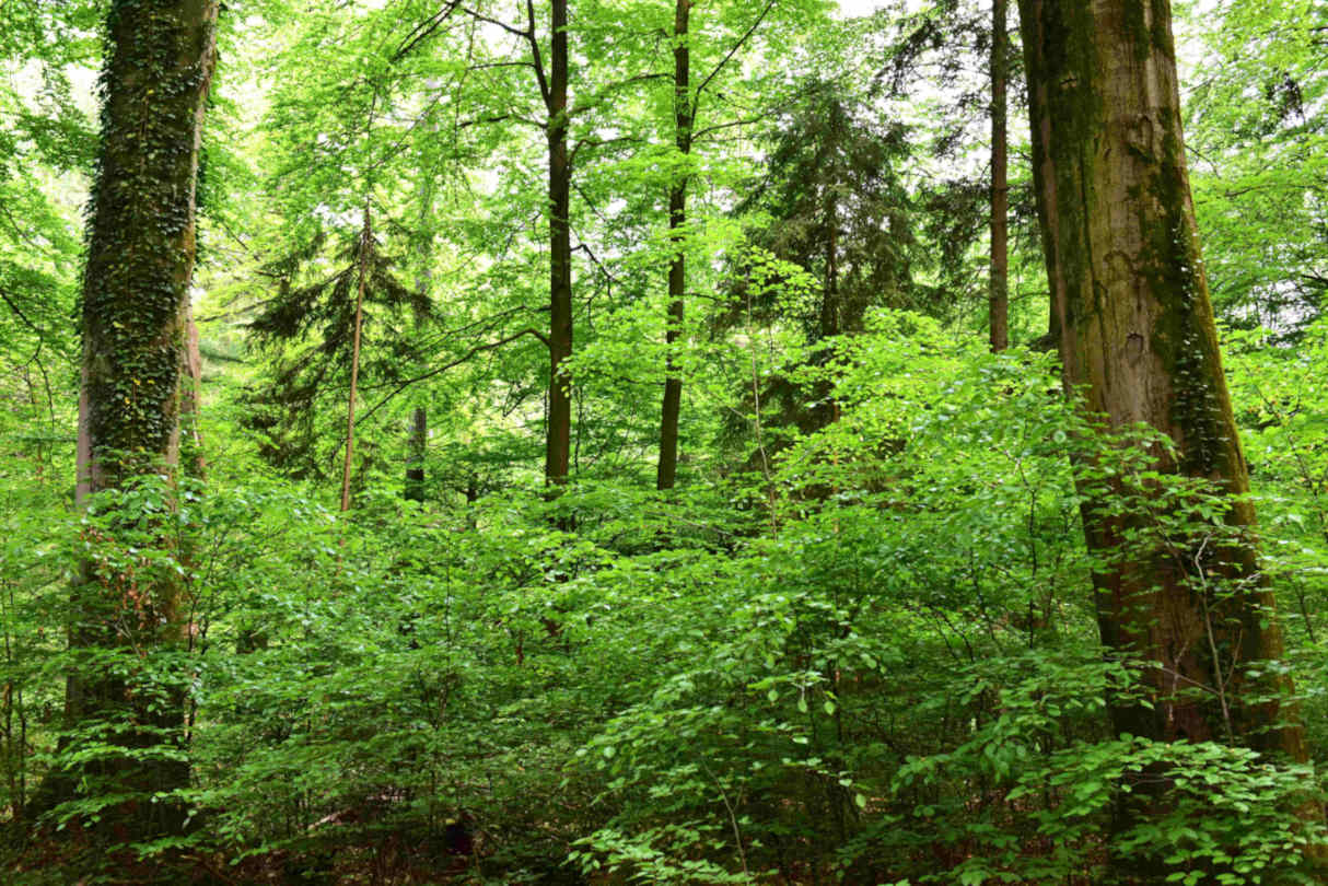 Biodiversität als Orientierung für Führung und Strategie